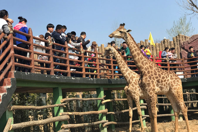 親近自然、擁抱春天-濟南市歷下區大風車紫御東郡幼兒園春游